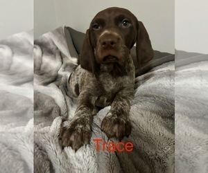 Medium German Shorthaired Pointer