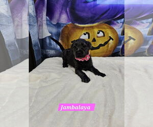 Jack Russell Terrier-Unknown Mix Dogs for adoption in Metairie, LA, USA