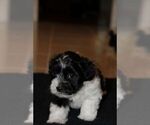 Puppy Charlie Biewer Terrier-ShihPoo Mix