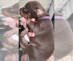 Puppy Purple collar Doberman Pinscher