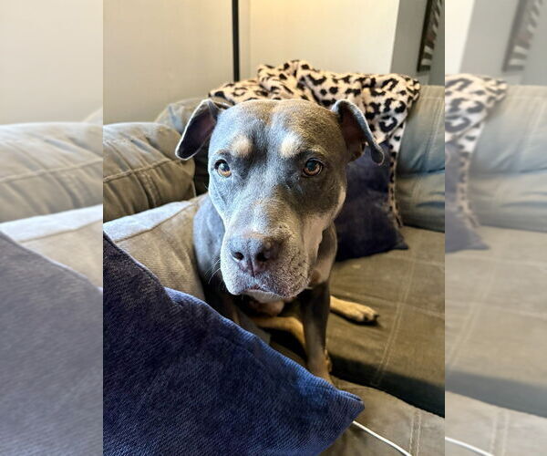 Medium Photo #37 American Staffordshire Terrier-Unknown Mix Puppy For Sale in Brewster, NY, USA