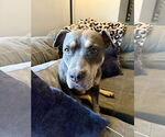 Small #36 American Staffordshire Terrier Mix