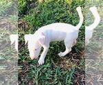Small Photo #10 Bull Terrier Puppy For Sale in POMPANO BEACH, FL, USA