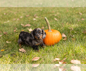 Dachshund Puppy for sale in MILFORD, IN, USA