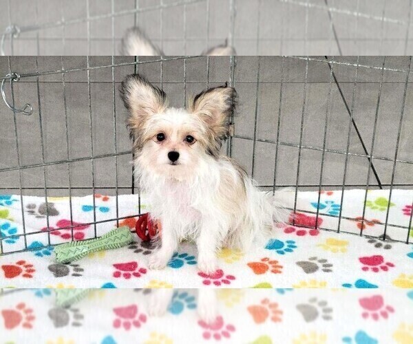 Medium Photo #10 Papitese Puppy For Sale in ORO VALLEY, AZ, USA