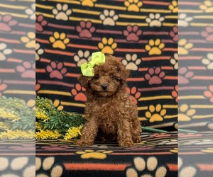 Poodle (Toy) Puppy for Sale in PARADISE, Pennsylvania USA