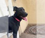 Small #4 Labrador Retriever Mix