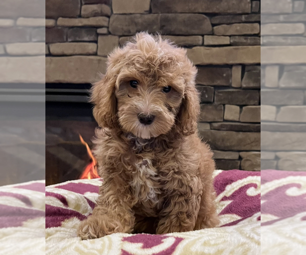 Medium Photo #2 Goldendoodle Puppy For Sale in NOBLESVILLE, IN, USA
