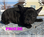 Small Photo #13 French Bulldog Puppy For Sale in CLARKSTON, UT, USA