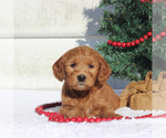 Small Photo #3 Goldendoodle (Miniature) Puppy For Sale in CHRISTIANA, PA, USA