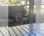 Small Photo #2 Holland Shepherd Puppy For Sale in Chandler, AZ, USA