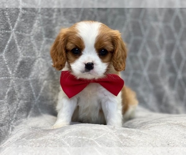 Medium Photo #10 Cavalier King Charles Spaniel Puppy For Sale in LAKELAND, FL, USA