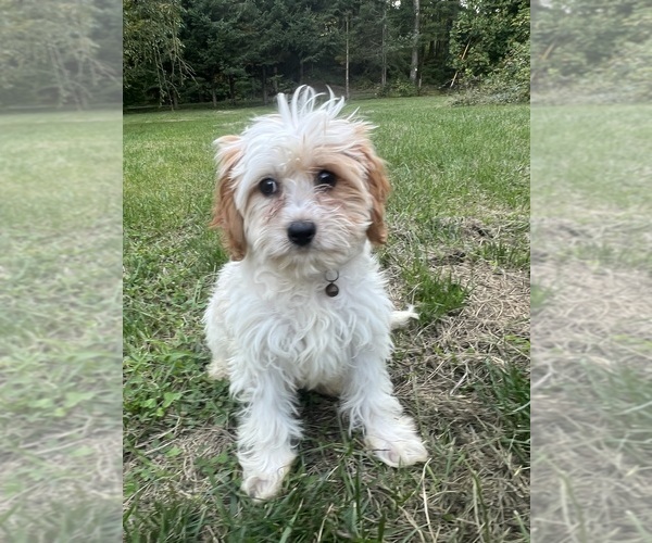 Medium Photo #14 Cavapoo-Poodle (Miniature) Mix Puppy For Sale in DURHAM, CT, USA