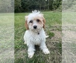 Small #13 Cavapoo-Poodle (Miniature) Mix