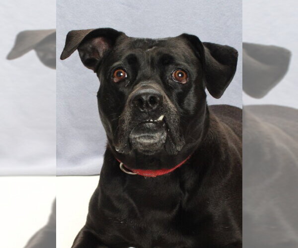 Medium Photo #2 Labrador Retriever-Unknown Mix Puppy For Sale in Burbank, CA, USA
