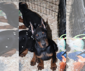 Doberman Pinscher Puppy for sale in ALLENTOWN, PA, USA