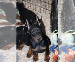 Small Doberman Pinscher