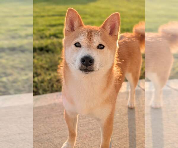 Medium Photo #1 Shiba Inu Puppy For Sale in Omaha, NE, USA