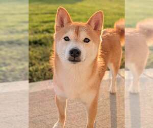 Shiba Inu Dogs for adoption in Omaha, NE, USA