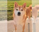 Kit - Male Shiba Inu Dog for Adoption - Small photo