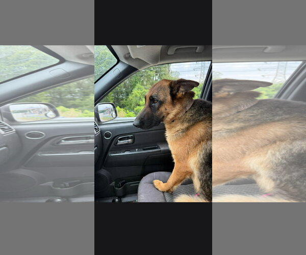 Medium Photo #4 German Shepherd Dog Puppy For Sale in Centreville, VA, USA