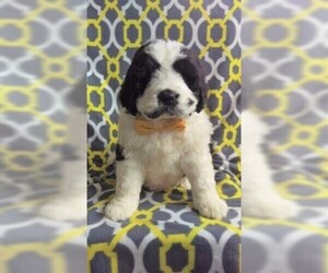 Saint Berdoodle Puppy for sale in LANCASTER, PA, USA