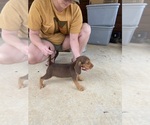 Puppy Puppy 2 Beagle