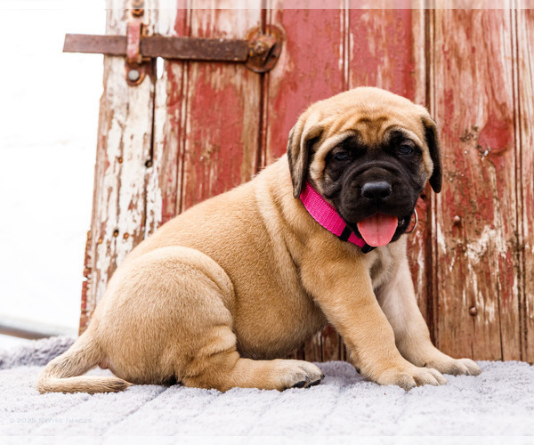 Medium Photo #14 Mastiff Puppy For Sale in WAKARUSA, IN, USA