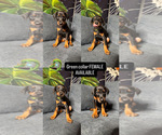 Puppy Green collar Doberman Pinscher