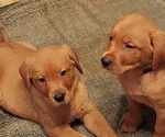 Small Photo #3 Labrador Retriever Puppy For Sale in HOLLAND PATENT, NY, USA