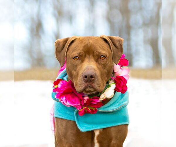 Medium Photo #2 Mutt Puppy For Sale in Unionville, PA, USA