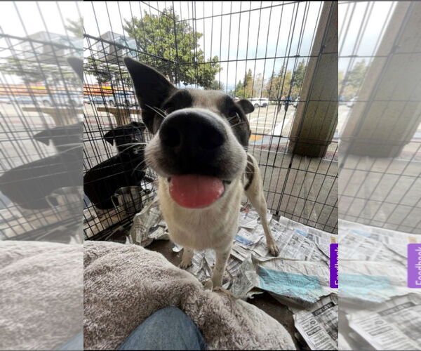 Medium Photo #2 Border-Aussie Puppy For Sale in Fresno, CA, USA