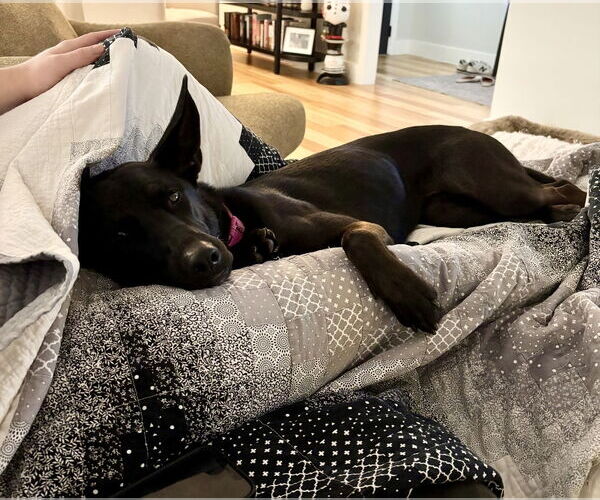 Medium Photo #1 German Shepherd Dog-Unknown Mix Puppy For Sale in Houston, TX, USA