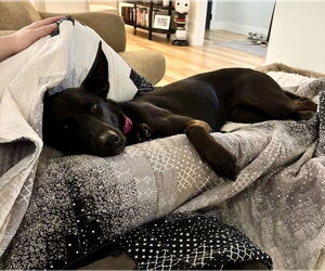 German Shepherd Dog-Unknown Mix Dogs for adoption in Houston, TX, USA