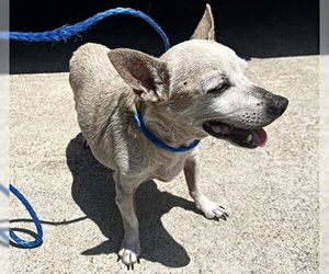 Chihuahua Dogs for adoption in Houston, TX, USA