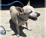 Small Chihuahua
