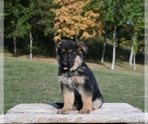 German Shepherd Dog Puppy for sale in MILLERSBURG, OH, USA