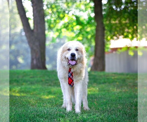 Medium Photo #2 Great Pyrenees-Unknown Mix Puppy For Sale in Unionville, PA, USA