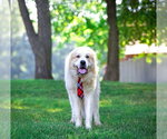Small #1 Great Pyrenees Mix