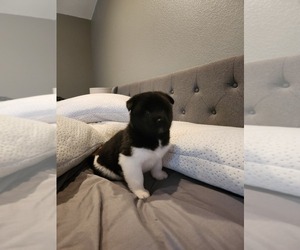 Akita Puppy for sale in SOUTH HILL, WA, USA