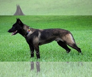 Father of the Belgian Malinois puppies born on 08/04/2021