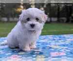 Small #6 Maltese