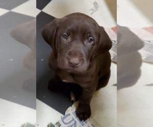German Shorthaired Lab Puppy for sale in HARMONY, PA, USA