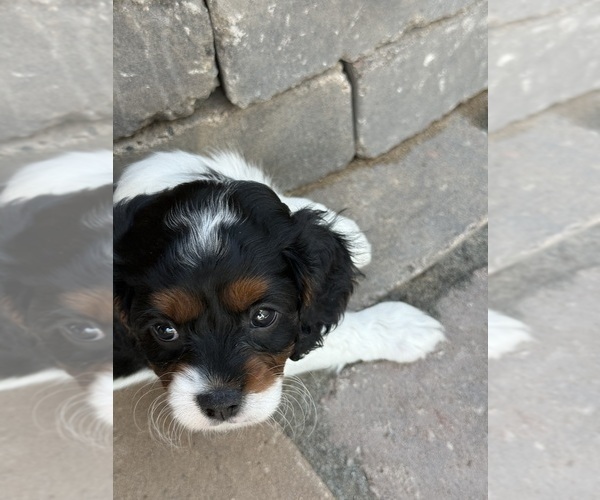 Medium Photo #20 Cavapoo (Miniature) Puppy For Sale in SAINT FRANCIS, MN, USA