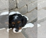Small Photo #20 Cavapoo (Miniature) Puppy For Sale in SAINT FRANCIS, MN, USA