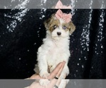Small #2 Morkie