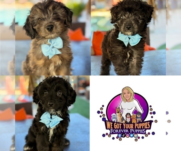 Medium Photo #1 Aussiedoodle Miniature  Puppy For Sale in MENIFEE, CA, USA