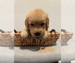 Puppy Jake Golden Retriever