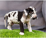 Small #3 Great Dane