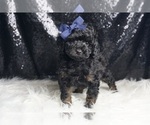Small Photo #2 Poodle (Toy) Puppy For Sale in WARSAW, IN, USA